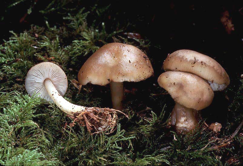 Rhodocollybia butyracea forma asema